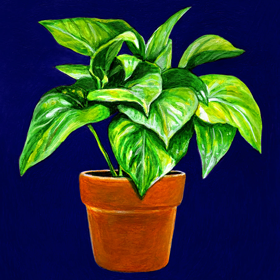 Plant Shop