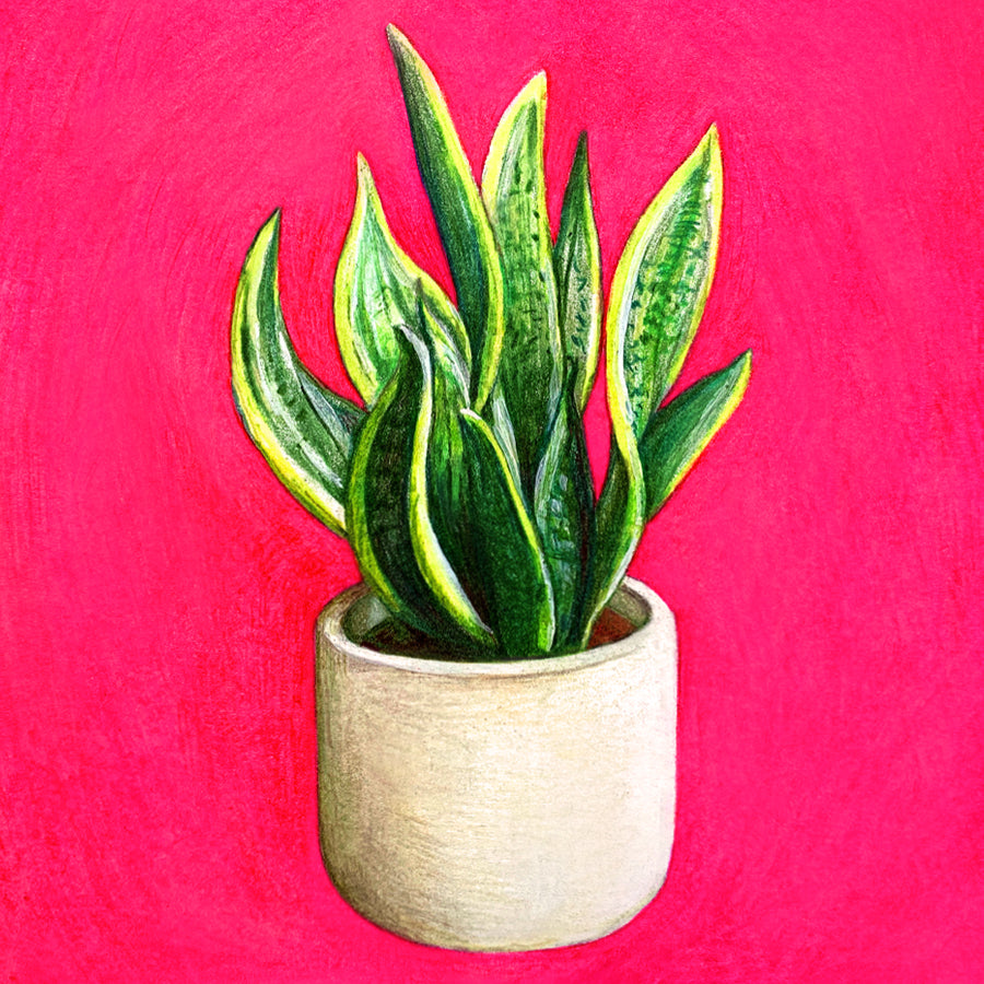Plant Shop
